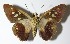  ( - 13-SRNP-55121)  @11 [ ] CreativeCommons  Attribution Non-Commercial Share-Alike (2017) Daniel H. Janzen Guanacaste Dry Forest Conservation Fund