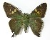  ( - 13-SRNP-65117)  @13 [ ] CreativeCommons  Attribution Non-Commercial Share-Alike (2017) Daniel H. Janzen Guanacaste Dry Forest Conservation Fund