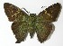  ( - 13-SRNP-65118)  @13 [ ] CreativeCommons  Attribution Non-Commercial Share-Alike (2017) Daniel H. Janzen Guanacaste Dry Forest Conservation Fund