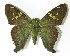 ( - 13-SRNP-65120)  @13 [ ] CreativeCommons  Attribution Non-Commercial Share-Alike (2017) Daniel H. Janzen Guanacaste Dry Forest Conservation Fund