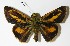  ( - 13-SRNP-663)  @14 [ ] CreativeCommons  Attribution Non-Commercial Share-Alike (2017) Daniel H. Janzen Guanacaste Dry Forest Conservation Fund
