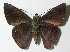  ( - 13-SRNP-67353)  @13 [ ] CreativeCommons  Attribution Non-Commercial Share-Alike (2017) Daniel H. Janzen Guanacaste Dry Forest Conservation Fund