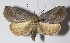  (Phyprosopus - 13-SRNP-67440)  @15 [ ] CreativeCommons  Attribution Non-Commercial Share-Alike (2017) Daniel H. Janzen Guanacaste Dry Forest Conservation Fund