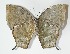 ( - 13-SRNP-70136)  @14 [ ] CreativeCommons  Attribution Non-Commercial Share-Alike (2017) Daniel H. Janzen Guanacaste Dry Forest Conservation Fund