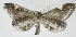  ( - 13-SRNP-70411)  @13 [ ] CreativeCommons  Attribution Non-Commercial Share-Alike (2017) Daniel H. Janzen Guanacaste Dry Forest Conservation Fund