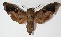  ( - 13-SRNP-75550)  @15 [ ] CreativeCommons  Attribution Non-Commercial Share-Alike (2017) Daniel H. Janzen Guanacaste Dry Forest Conservation Fund