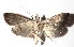 ( - 14-SRNP-4384)  @14 [ ] CreativeCommons  Attribution Non-Commercial Share-Alike (2017) Daniel H. Janzen Guanacaste Dry Forest Conservation Fund
