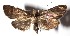  ( - 14-SRNP-4982)  @14 [ ] CreativeCommons  Attribution Non-Commercial Share-Alike (2017) Daniel H. Janzen Guanacaste Dry Forest Conservation Fund