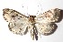  ( - 14-SRNP-67205)  @14 [ ] CreativeCommons  Attribution Non-Commercial Share-Alike (2017) Daniel H. Janzen Guanacaste Dry Forest Conservation Fund