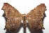  ( - 15-SRNP-102261)  @13 [ ] CreativeCommons  Attribution Non-Commercial Share-Alike (2016) Unspecified Guanacaste Dry Forest Conservation Fund