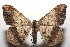  ( - 15-SRNP-102290)  @14 [ ] CreativeCommons  Attribution Non-Commercial Share-Alike (2016) Unspecified Guanacaste Dry Forest Conservation Fund