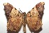  ( - 15-SRNP-102711)  @13 [ ] CreativeCommons  Attribution Non-Commercial Share-Alike (2016) Unspecified Guanacaste Dry Forest Conservation Fund