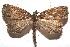  ( - 15-SRNP-102714)  @15 [ ] CreativeCommons  Attribution Non-Commercial Share-Alike (2016) Unspecified Guanacaste Dry Forest Conservation Fund