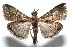  ( - 15-SRNP-102759)  @14 [ ] CreativeCommons  Attribution Non-Commercial Share-Alike (2016) Unspecified Guanacaste Dry Forest Conservation Fund