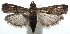  ( - 15-SRNP-102843)  @14 [ ] CreativeCommons  Attribution Non-Commercial Share-Alike (2016) Unspecified Guanacaste Dry Forest Conservation Fund
