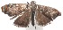  ( - 15-SRNP-102872)  @13 [ ] CreativeCommons  Attribution Non-Commercial Share-Alike (2016) Unspecified Guanacaste Dry Forest Conservation Fund