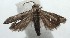  ( - 15-SRNP-102897)  @14 [ ] CreativeCommons  Attribution Non-Commercial Share-Alike (2016) Unspecified Guanacaste Dry Forest Conservation Fund