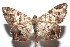 ( - 15-SRNP-103039)  @13 [ ] CreativeCommons  Attribution Non-Commercial Share-Alike (2016) Unspecified Guanacaste Dry Forest Conservation Fund