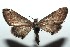  (Eupithecia BioLep4275 - 15-SRNP-103246)  @11 [ ] CreativeCommons  Attribution Non-Commercial Share-Alike (2016) Unspecified Guanacaste Dry Forest Conservation Fund