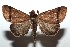 ( - 15-SRNP-103315)  @13 [ ] CreativeCommons  Attribution Non-Commercial Share-Alike (2016) Unspecified Guanacaste Dry Forest Conservation Fund