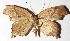  ( - 15-SRNP-1227)  @12 [ ] CreativeCommons  Attribution Non-Commercial Share-Alike (2017) Daniel H. Janzen Guanacaste Dry Forest Conservation Fund