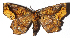  ( - 15-SRNP-1598)  @13 [ ] CreativeCommons  Attribution Non-Commercial Share-Alike (2017) Daniel H. Janzen Guanacaste Dry Forest Conservation Fund