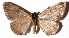  ( - 15-SRNP-30581)  @14 [ ] CreativeCommons  Attribution Non-Commercial Share-Alike (2017) Daniel H. Janzen Guanacaste Dry Forest Conservation Fund