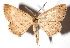  ( - 15-SRNP-31131)  @13 [ ] CreativeCommons  Attribution Non-Commercial Share-Alike (2017) Daniel H. Janzen Guanacaste Dry Forest Conservation Fund