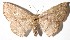  ( - 15-SRNP-35396)  @14 [ ] CreativeCommons  Attribution Non-Commercial Share-Alike (2017) Daniel H. Janzen Guanacaste Dry Forest Conservation Fund