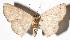  ( - 15-SRNP-35396)  @14 [ ] CreativeCommons  Attribution Non-Commercial Share-Alike (2017) Daniel H. Janzen Guanacaste Dry Forest Conservation Fund
