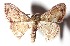 (Leptostales angulataDHJ04 - 15-SRNP-45607)  @14 [ ] CreativeCommons  Attribution Non-Commercial Share-Alike (2017) Daniel H. Janzen Guanacaste Dry Forest Conservation Fund