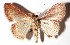  ( - 15-SRNP-45607)  @13 [ ] CreativeCommons  Attribution Non-Commercial Share-Alike (2017) Daniel H. Janzen Guanacaste Dry Forest Conservation Fund