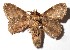  ( - 15-SRNP-45646)  @14 [ ] CreativeCommons  Attribution Non-Commercial Share-Alike (2017) Daniel H. Janzen Guanacaste Dry Forest Conservation Fund