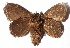  ( - 15-SRNP-45650)  @14 [ ] CreativeCommons  Attribution Non-Commercial Share-Alike (2017) Daniel H. Janzen Guanacaste Dry Forest Conservation Fund
