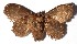  ( - 15-SRNP-45652)  @14 [ ] CreativeCommons  Attribution Non-Commercial Share-Alike (2017) Daniel H. Janzen Guanacaste Dry Forest Conservation Fund