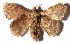  ( - 15-SRNP-45653)  @14 [ ] CreativeCommons  Attribution Non-Commercial Share-Alike (2017) Daniel H. Janzen Guanacaste Dry Forest Conservation Fund