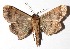  ( - 15-SRNP-71216)  @13 [ ] CreativeCommons  Attribution Non-Commercial Share-Alike (2017) Daniel H. Janzen Guanacaste Dry Forest Conservation Fund
