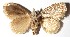  ( - 15-SRNP-933)  @11 [ ] CreativeCommons  Attribution Non-Commercial Share-Alike (2017) Daniel H. Janzen Guanacaste Dry Forest Conservation Fund