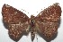  ( - 16-SRNP-100108)  @14 [ ] CreativeCommons  Attribution Non-Commercial Share-Alike (2016) Unspecified Guanacaste Dry Forest Conservation Fund