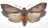  (Pseudohemihyalea espinoza6563 - 16-SRNP-100195)  @14 [ ] CreativeCommons  Attribution Non-Commercial Share-Alike (2016) Unspecified Guanacaste Dry Forest Conservation Fund