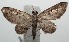  ( - 16-SRNP-100231)  @13 [ ] CreativeCommons  Attribution Non-Commercial Share-Alike (2016) Unspecified Guanacaste Dry Forest Conservation Fund
