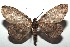  ( - 16-SRNP-100365)  @14 [ ] CreativeCommons  Attribution Non-Commercial Share-Alike (2016) Unspecified Guanacaste Dry Forest Conservation Fund