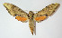  ( - 12-SRNP-20160)  @14 [ ] CreativeCommons - Attribution Non-Commercial Share-Alike (2014) Daniel H. Janzen Guanacaste Dry Forest Conservation Fund