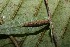  ( - 12-SRNP-20189)  @12 [ ] CreativeCommons - Attribution Non-Commercial Share-Alike (2013) Daniel H. Janzen Guanacaste Dry Forest Conservation Fund