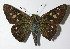  ( - 12-SRNP-21870)  @14 [ ] CreativeCommons - Attribution Non-Commercial Share-Alike (2014) Daniel H. Janzen Guanacaste Dry Forest Conservation Fund
