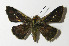  ( - 12-SRNP-21920)  @14 [ ] CreativeCommons - Attribution Non-Commercial Share-Alike (2014) Daniel H. Janzen Guanacaste Dry Forest Conservation Fund
