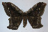  ( - 12-SRNP-35403)  @13 [ ] CreativeCommons - Attribution Non-Commercial Share-Alike (2014) Daniel H. Janzen Guanacaste Dry Forest Conservation Fund
