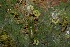  ( - 12-SRNP-40730)  @12 [ ] CreativeCommons - Attribution Non-Commercial Share-Alike (2013) Daniel H. Janzen Guanacaste Dry Forest Conservation Fund