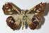  (Calpodes see voucher - 12-SRNP-55947)  @11 [ ] CreativeCommons - Attribution Non-Commercial Share-Alike (2014) Daniel H. Janzen Guanacaste Dry Forest Conservation Fund