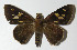  ( - 12-SRNP-65948)  @14 [ ] CreativeCommons - Attribution Non-Commercial Share-Alike (2014) Daniel H. Janzen Guanacaste Dry Forest Conservation Fund